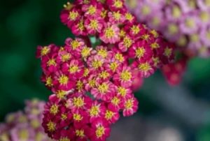 Yardhe - një barishte e shkëlqyer për lëkurë të bukur dhe të shëndetshme Yardhe